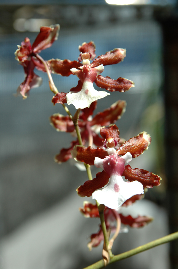 100819 Orchid 011