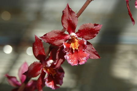 100819 Orchid 008