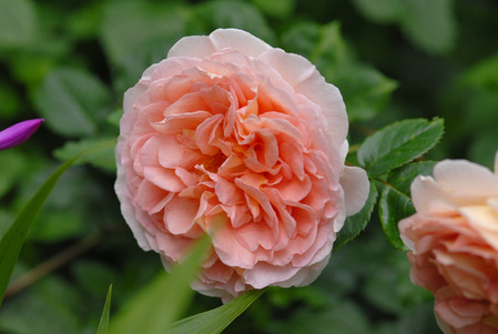 100627 Niwa 057 B