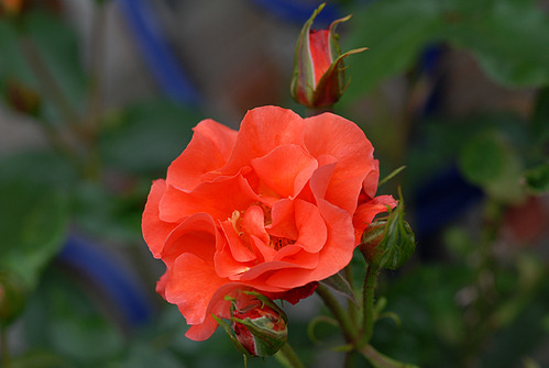 100627 Niwa 020 B