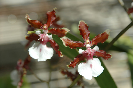 100819 Orchid 014