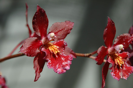 100819 Orchid 009