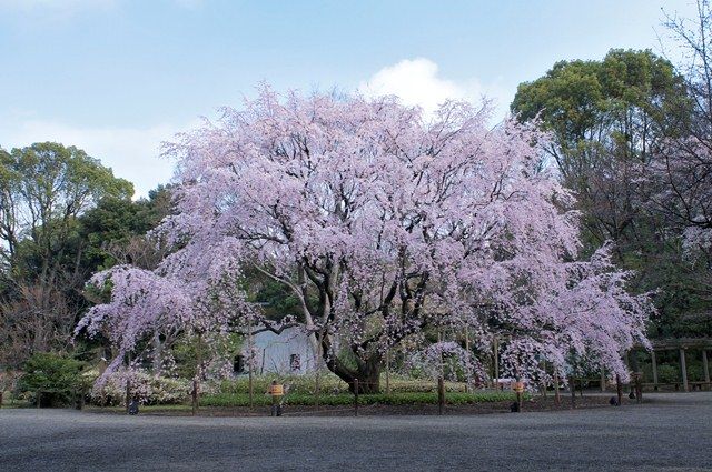 六義園 六義園 桜 画像