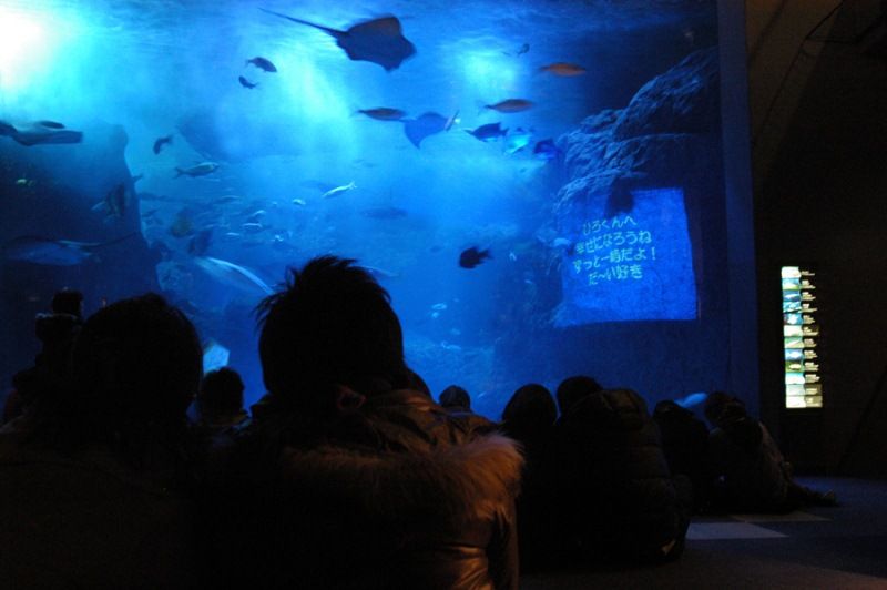 恋する水槽 恋する水槽