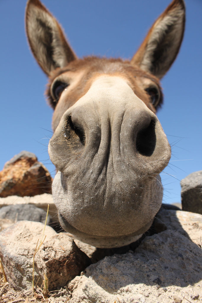 Santorini's donkey By Klearchos Kapoutsis Santorini's donkey By Klearchos Kapoutsis