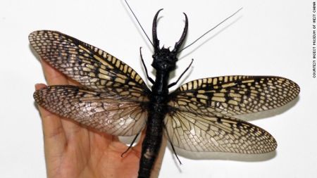 giant-bug-china-2