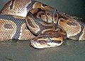 s_bo_nishiki_snake2