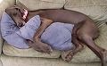 stireddog