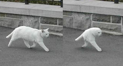 ike_130508streetviewcat05