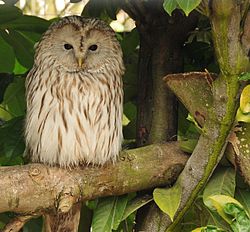 250px-Strix_uralensis_-Banham_Zoo%2C_Norfolk%2C_England-8a