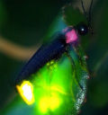 Ph011808_s