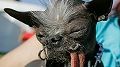 s_AP_elwood_ugliest_dog_jt_131130_16x9_992
