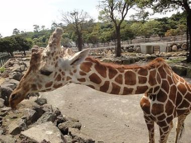 「アニマルリゾート 動物園をつくろう!!」