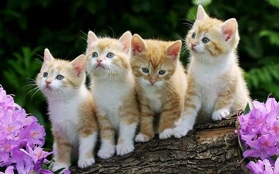 s_cats