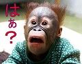 s_img_795341_22826816_0