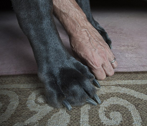 dog (2)