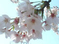 flowwr854large_s
