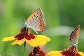 sIMG_4785