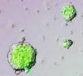 P004840_s