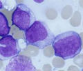 P020593_s