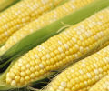 corn_s