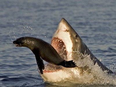 sharkattack00_m