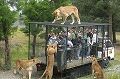 sHuman-zoo-105868354483