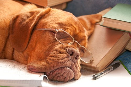 dog-tired-dog