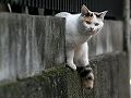 s_gato_blanco_en_la_calle