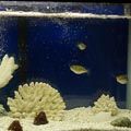 fugu090204-1