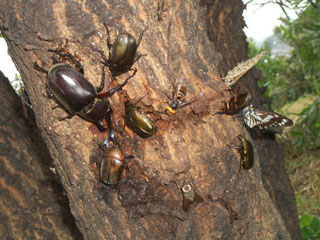 quercus320