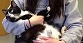 scolumn_how-bad-are-cat-farts