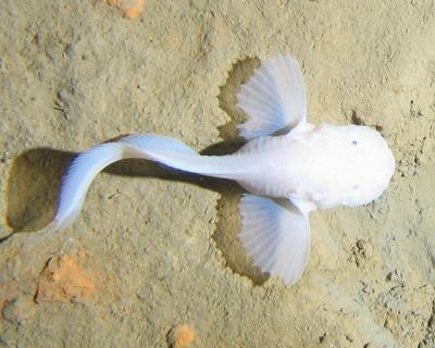 sDeep-Sea-Snailfish-Shed-Light-on-Ocean-Life-e1394220976633