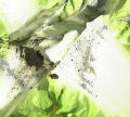 P027402_s