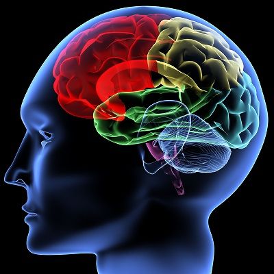s_Brain1