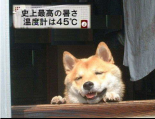8 (1)