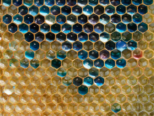 sColored honey hi