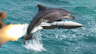 sarmed-dolphin-1-011313