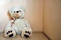 s240614-bear