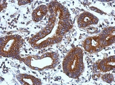 sTIE1-Primary-antibodies-ab111547-3