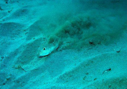 underwater-mystery-circle2