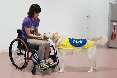 sAssistanceDogs