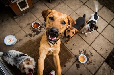 s_dogs-1