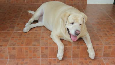 stock-footage-fat-labrador-retriever-breath