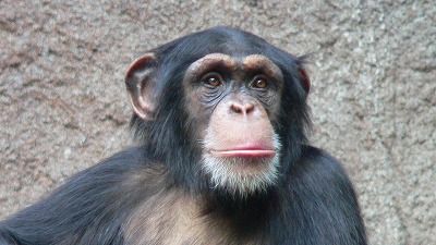 sSchimpanse_Zoo_Leipzig