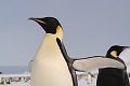 sEmperorPenguin_2005_2592