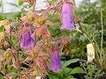 s_68symphyandra_wanneri
