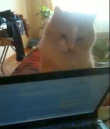 SnapCrab_2013-3-24_1-43-11_No-00