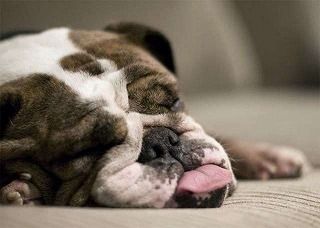 sbulldog-8