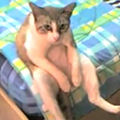 nekoze